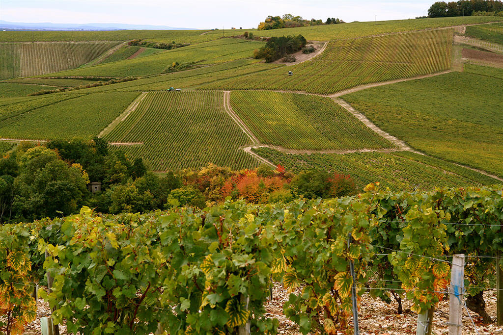 Vezelay region vineyards