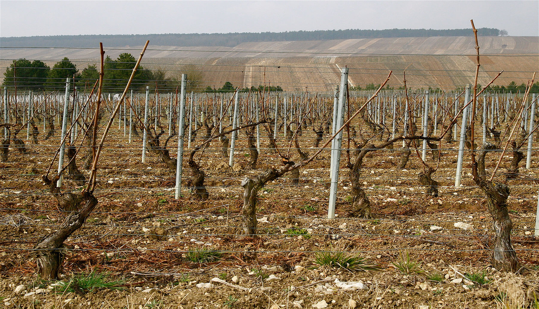 Vineyards near Chateau de Mailly